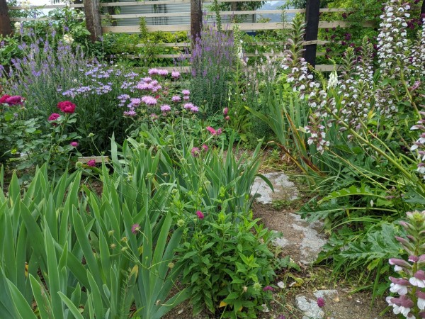 ストケシア モナルダ ぎゃらりふがくのblog