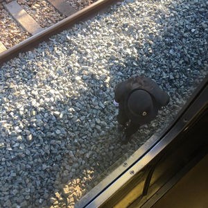 鹿児島本線 福間駅 千鳥駅間で人身事故 線路内に人が倒れてる 電車遅延 2 17 Ikuji85