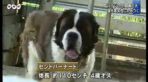 ハイジの村 セントバーナードが観光客に噛み付く 山梨県北杜市 駿速ログ Com
