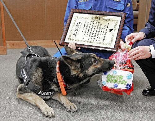 お手柄 逃亡した前歴を持つ警察犬 クレバ号 表彰される 行方不明のお年寄りを発見 兵庫県警 ファンサマリィ