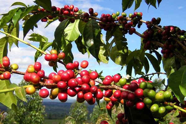 かうひい異名熟字一覧 奥山儀八郎 キーコーヒー ビンテージ レトロ KEY COFFEE キーコーヒー アンティーク かうひい異名熟字一覧