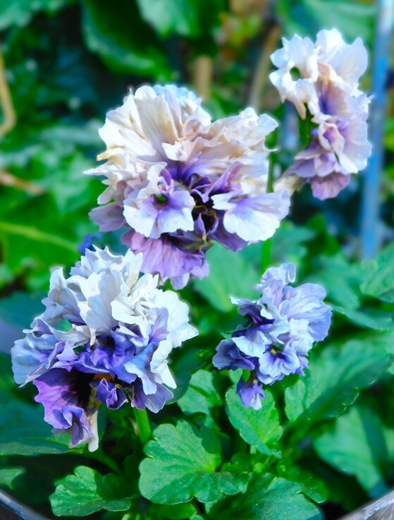 ビオラの里帰り＆ラナンキュラスラックス : ブルーガーデンと花育て