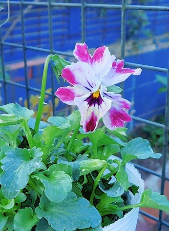 ビオラの里帰り＆ラナンキュラスラックス : ブルーガーデンと花育て