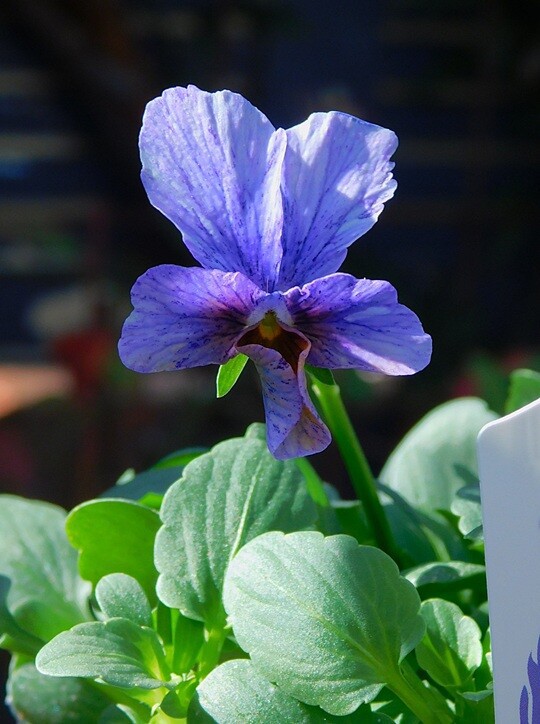 ビオラの里帰り＆ラナンキュラスラックス : ブルーガーデンと花育て