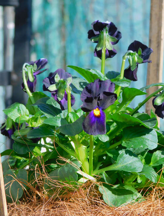 ビオラの里帰り＆ラナンキュラスラックス : ブルーガーデンと花育て