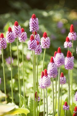 プリムラ ビアリー 樹のこと 花のこと