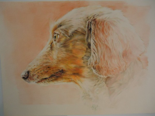 色鉛筆で犬の絵を描いてる最中です ノー ダックス ノー ライフ