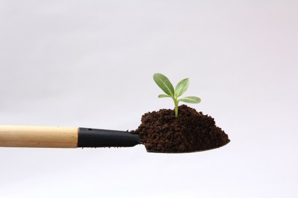 今年も絶対に植えてはいけない植物 ナガミー の季節が到来 あちこちで見かけるね 庭速