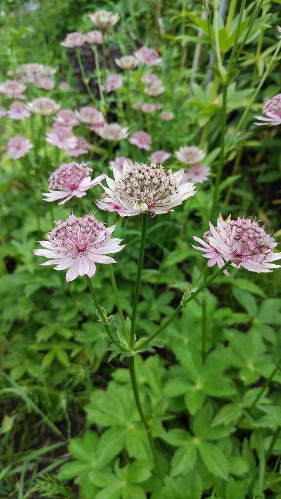 アストランティア・マヨールの北海道での育て方】 : 北の庭で、花と 