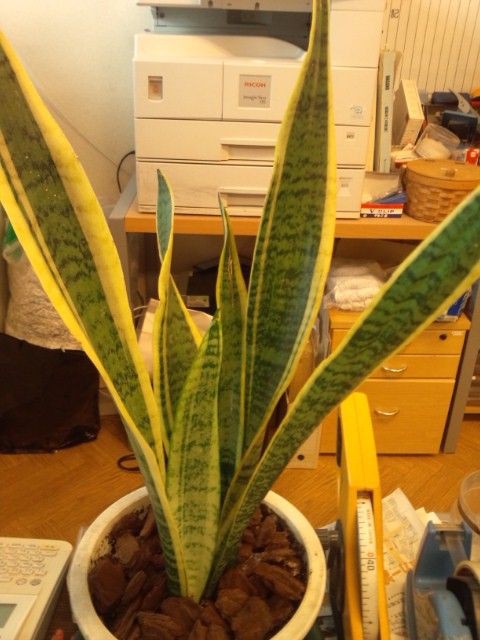 がんばる観葉植物たち ほぼガーデンファクトリーしゃちょうのブログ