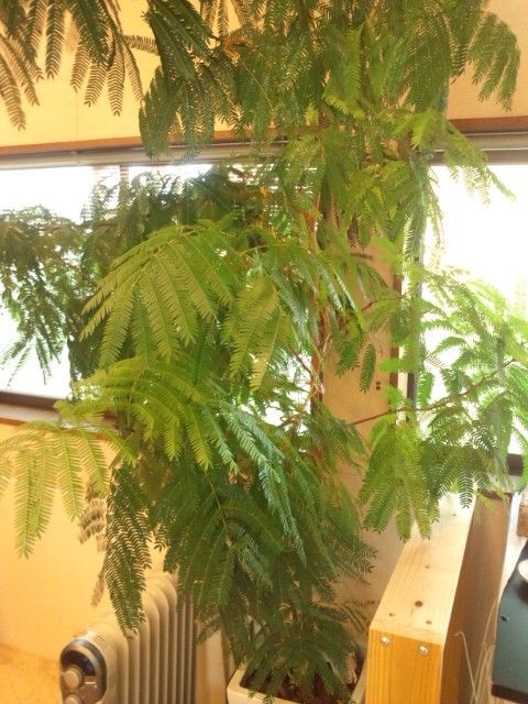 がんばる観葉植物たち ほぼガーデンファクトリーしゃちょうのブログ