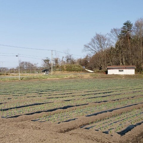 畑作業が始まりました スタッフブログ にんにく畑より