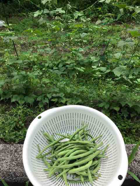 インゲンの初収穫 : 安芸太田町で新鮮な野菜＆ハーブと暮らす！