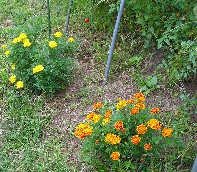 トマトとマリーゴールド 安芸太田町で新鮮な野菜 ハーブと暮らす