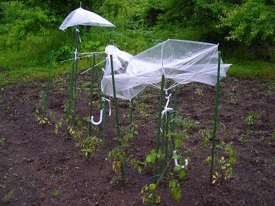 トマトの雨よけテントを作った 安芸太田町で新鮮な野菜 ハーブと暮らす