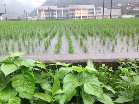 梅雨空 稲の成長 安芸太田町で新鮮な野菜 ハーブと暮らす