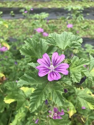 こんにゃく芋に芽が出た 安芸太田町で新鮮な野菜 ハーブと暮らす