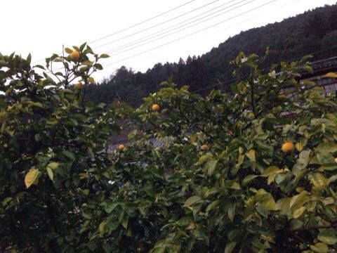 レモンの防寒対策 安芸太田町で新鮮な野菜 ハーブと暮らす