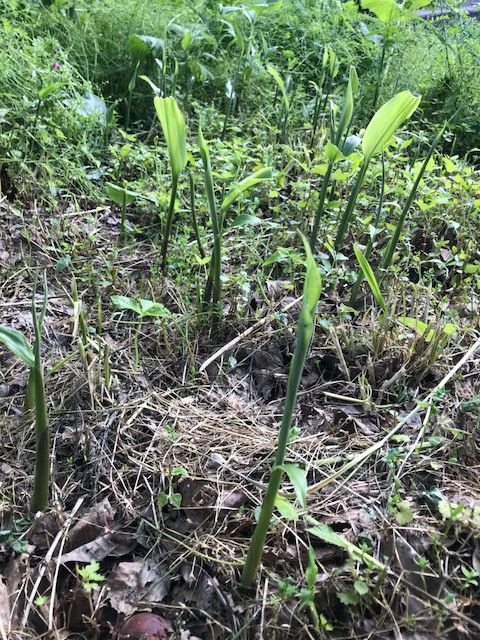 ミョウガタケを食す 安芸太田町で新鮮な野菜 ハーブと暮らす