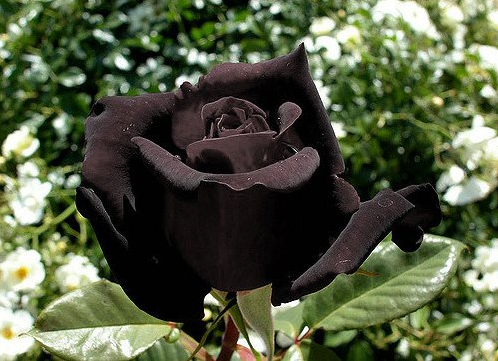 黒い 薔薇 花 言葉