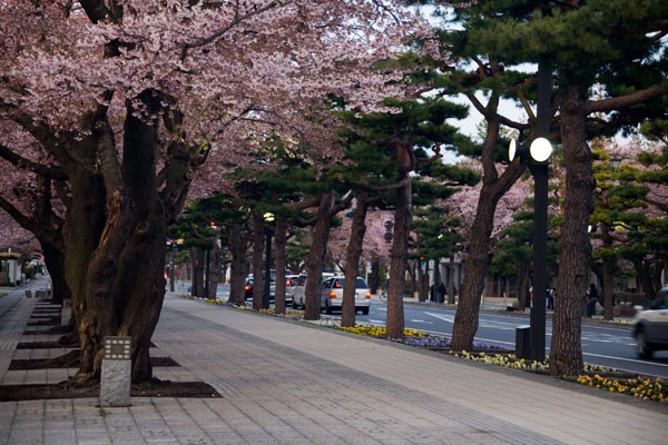 10年桜の旅 その4 十和田市官庁街通り Smart Cool