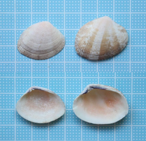 貝殻 二枚貝 シロザルインテリア小物