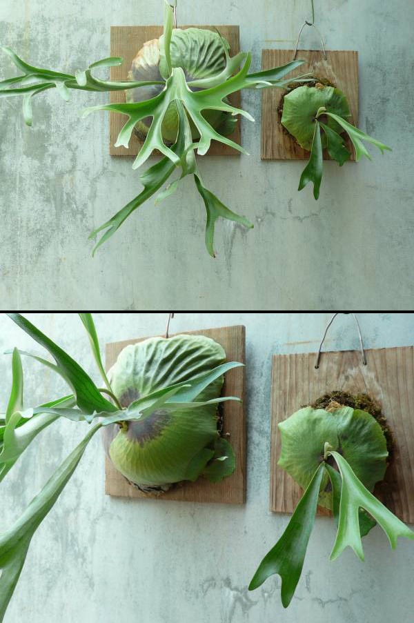 ビカクシダ P.vassei 親株 P.vassei ＃2. : fukuro