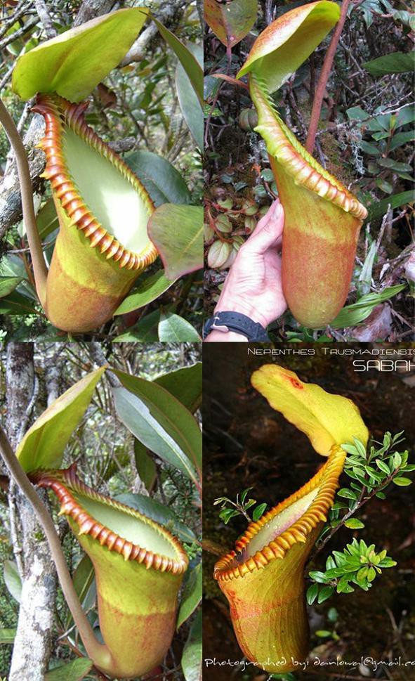 食虫植物N. xtrusmadensis AW clone:1 食虫植物N. xtrusmadensis AW