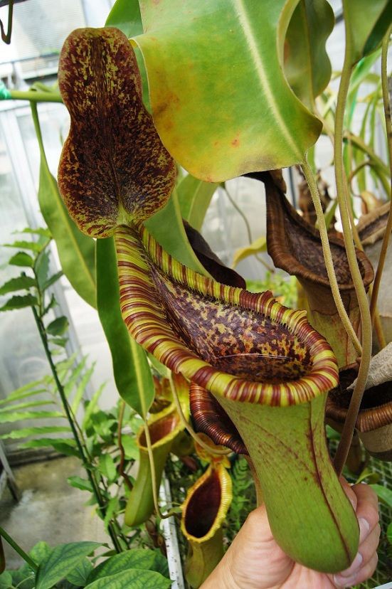 N.lowii x truncata ＃2. : fukuro