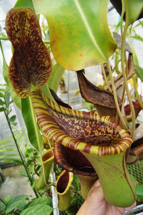 N . (truncata x peltata) x lowii 食虫植物 Yahoo!オークション - 食虫植物ネペンテス N/lowii x truncata