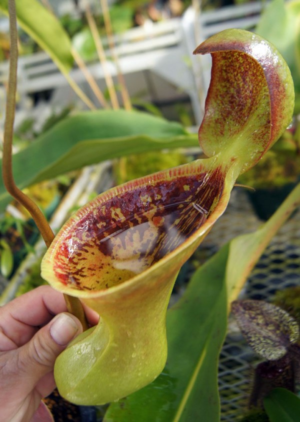 N.lowii Mt.Kinabalu : fukuro