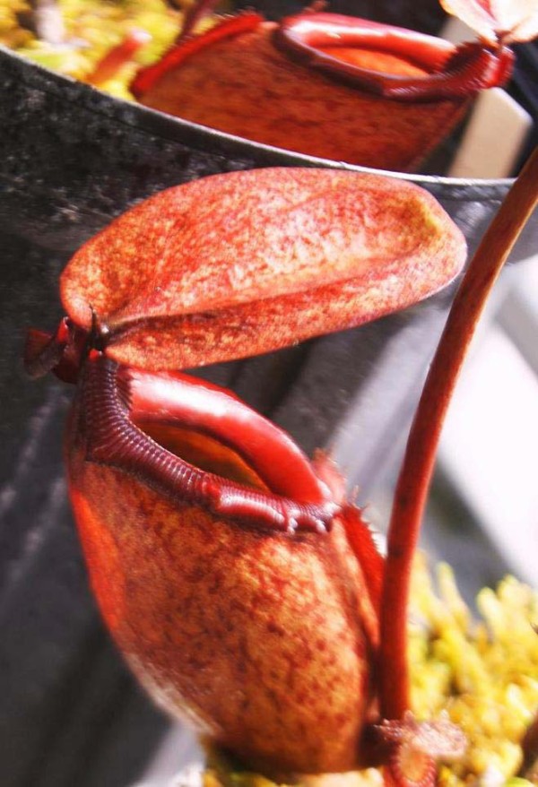 N.rajah ＃5. : fukuro