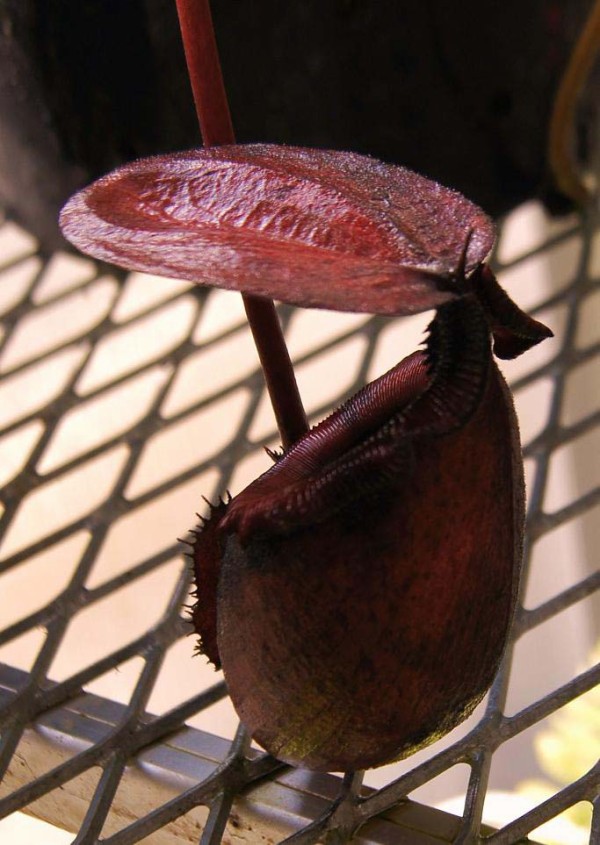 食虫植物N. rajah x macrophylla #NNN Nepenthes macrophylla | Tom's
