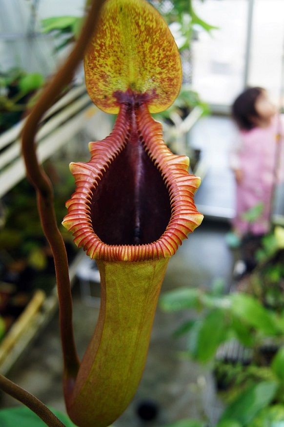 食虫植物N. xtrusmadensis AW clone:2 食虫植物N. xtrusmadensis AW clone:2 N.x trusmadiensis - BE