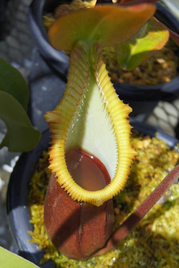 AW's N.macrophylla : fukuro