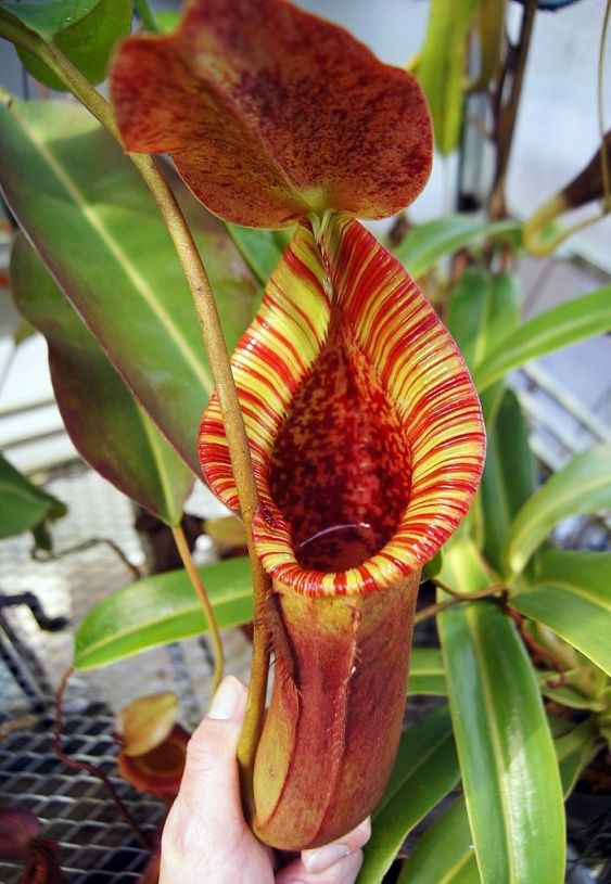 N.truncata x xtrusmadiensis : fukuro