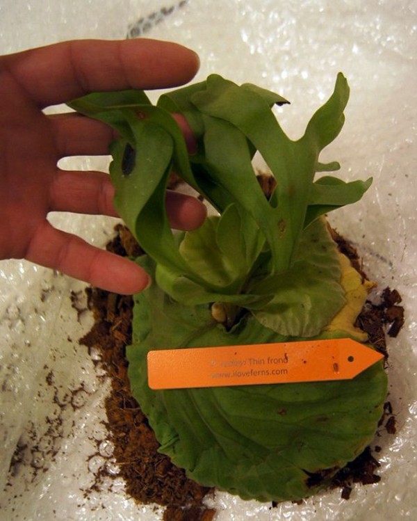 P.ridleyi Thin frond : fukuro