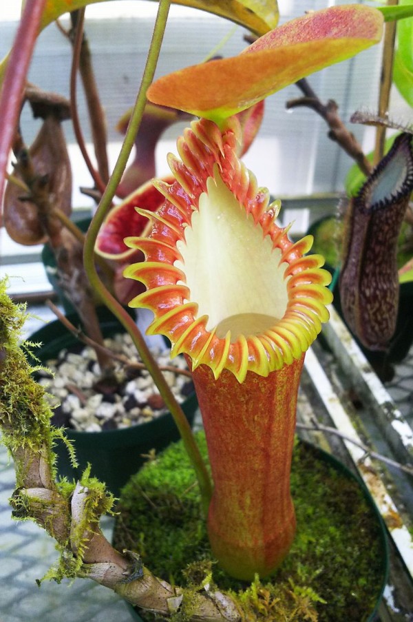 N.edwardsiana - yellow / G.Tambuyukon : fukuro