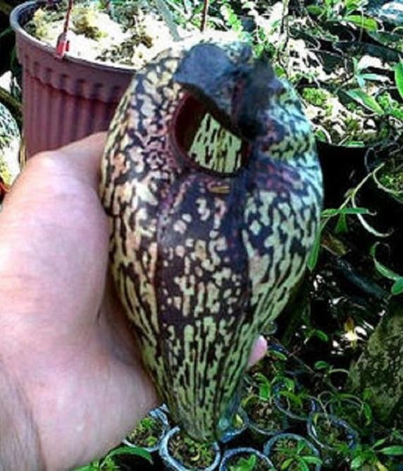 N.aristolochioides : fukuro