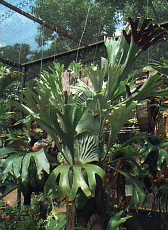 P.vassei ＃2. : fukuro