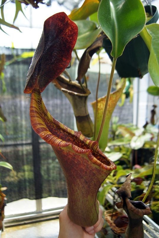 N.lowii x truncata ＃2. : fukuro