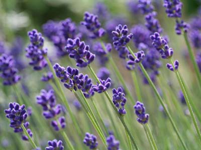 ラベンダー 食べれるお花