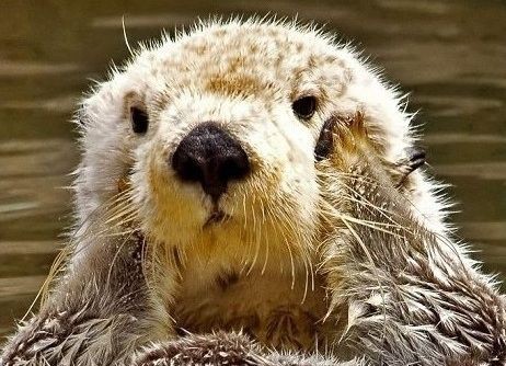 動画有 ラッコちゃん もにゅーどこにゅーど ムード葉っぱ