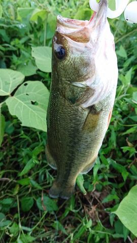 石川県小松市木場潟での釣りは四次元空間！？ついに来た！！５０センチ