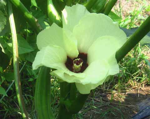 7月30日 野菜で一番美しい花 オクラの花が咲いています 晴耕雨読 僕は頑張らない