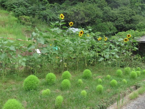 9月15日 コキア ホウキ草 の成長の記録 晴耕雨読 僕は頑張らない