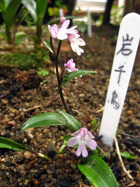 山野草ウチョウラン イワチドリ が咲いています 晴耕雨読 僕は頑張らない 山野草ウチョウラン イワチドリ が咲いています 晴耕雨読 僕は頑張らない