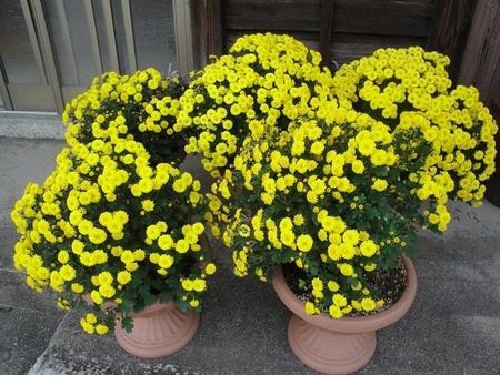 養子に出した小菊の玉仕立て クッションマム も開花したようです 安心しました 晴耕雨読 僕は頑張らない