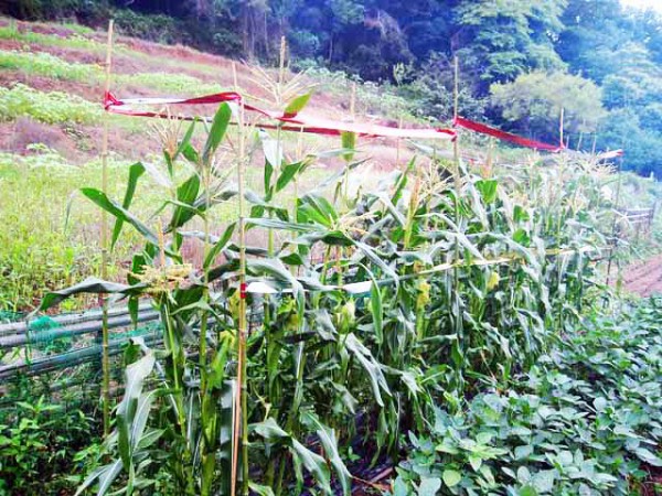 トウモロコシをカラスから守るためテープと風車を設置しました 晴耕雨読 僕は頑張らない
