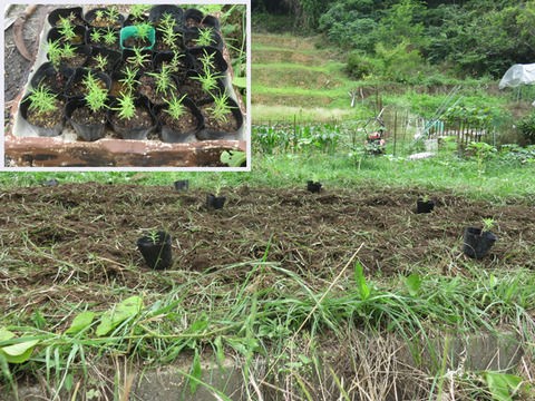 9月15日 コキア ホウキ草 の成長の記録 晴耕雨読 僕は頑張らない